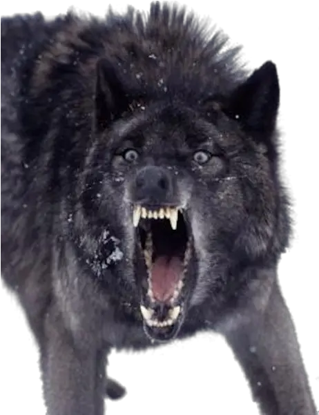 Growling Black Wolf Insanity Wolf Png Black Wolf Png