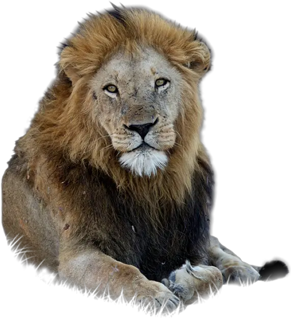 Download Hd Lion Free Png Png Format Lion Photo Png Lion Png