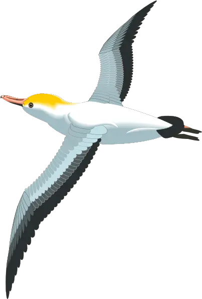 Seagull Clipart Png 1 Image Flying Seagull Clipart Seagull Png