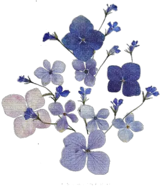 Vintageflowersfleurvictoriabea Violet Violette Blue Blue Dried Flowers Png Vintage Flowers Png