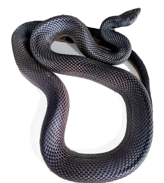 Milk Snake Png Picture Black Racer Snake Transparent Black Snake Png