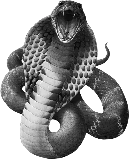 Black Mamba Snake Png 4 Image King Cobra Png Black Snake Png