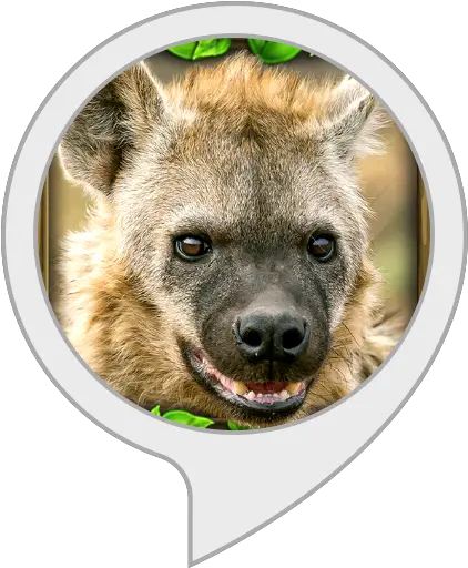 Amazoncom Hyena Facts Alexa Skills Body Soul And Spirit Png Hyena Png