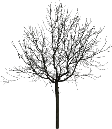 Png Black And White For Free Download Portable Network Graphics Black Tree Png