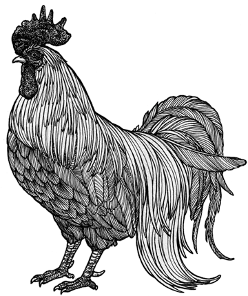 201606 04 Chicken Chicken Drawing Png Chicken Png