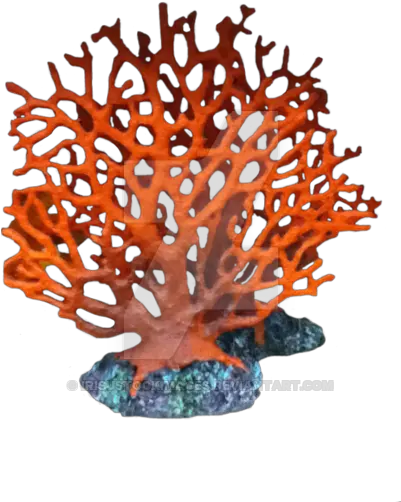 Sea Coral Png 1 Image Transparent Background Coral Reef Png Coral Png