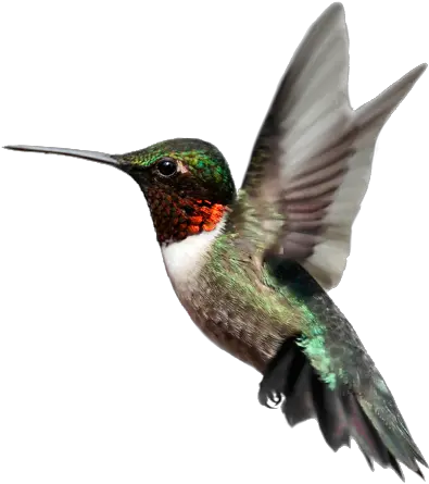 Birds Png Images Free Download Bird Bee Hummingbird Png Hummingbird Png