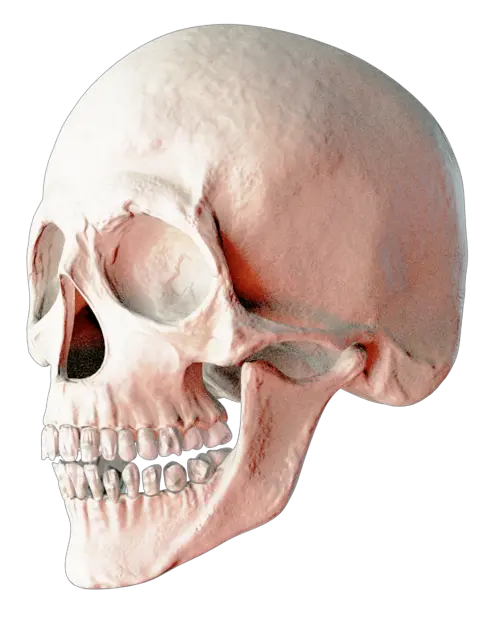 Rock Skull Png