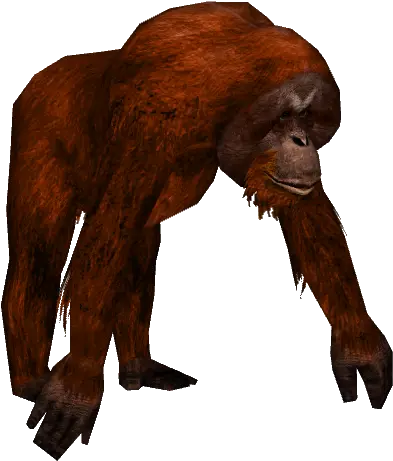 Transparent Background And Terrible Wild Orangutan 48086 Orangutan Png Monkey Transparent Background