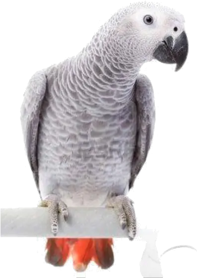 Parrots And Birds Grey Parrot Png Parrot Transparent