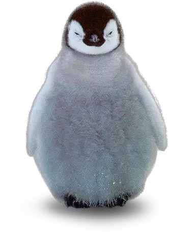 Transparent Baby Penguin Baby Penguin Png Penguin Transparent