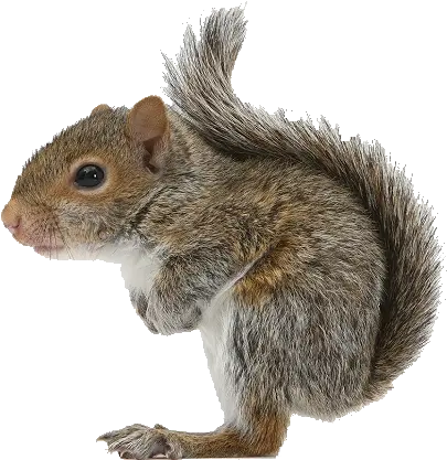 Squirrel Icon Squirrel Png Squirrel Transparent Background