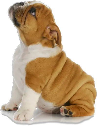 Transparent Puppy Dog Puppy Png Cute Dog Png