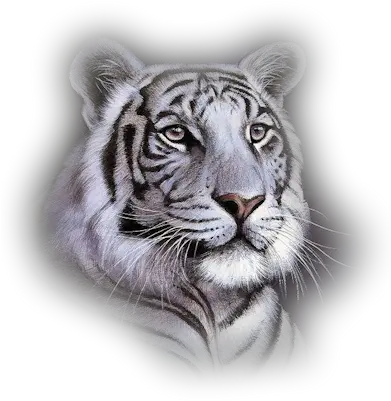 White Tiger Transparent Png Clipart White Tiger Face Png Tigers Png