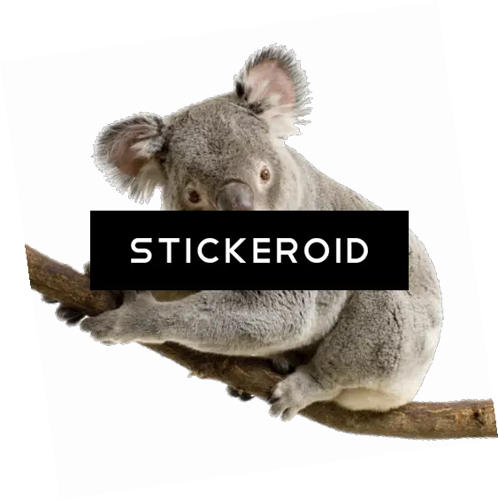 Koala Transparent Background Png Image Cute Koala White Background Koala Transparent