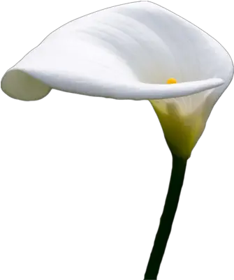 Download Calla Lilly Psd White Calla Lily Png Lily Transparent Background