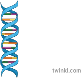 Double Helix Structure Of Dna Diagram Science Secondary Falling Off Bike Transparent Png Double Helix Png