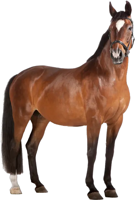 Home Spokesimals Marron Caballo Fondo Blanco Png The Sims 3 Pets Pony Icon