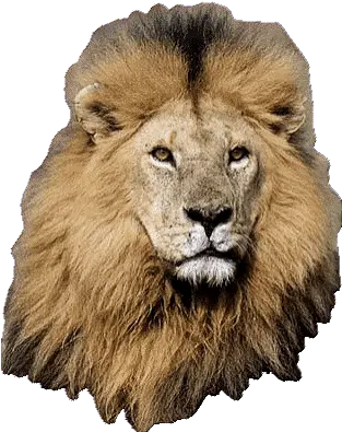 Top Lion King 2 Stickers For Android U0026 Ios Gfycat Lion Transparent Animated Gif Png Lion Roaring Icon