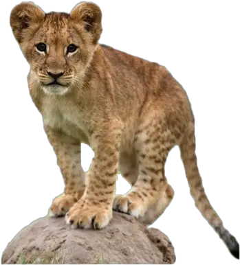 Lion Cub Png Transparent Images All Lion Cub Transparent Background Baby Lion Png