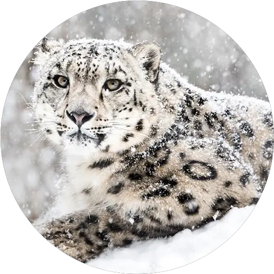 Kazakhstan Spirit Of The Steppe Snow Globe Snow Leopard Png Snow Icon For Facebook