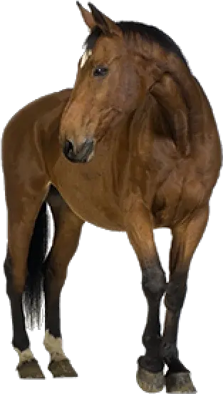 Horse Png Free Image Download 1 Images Horse Png Horse Png