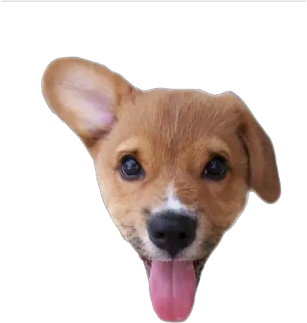 Puppy With His Tongue Png Photo 525 Free Png Download Cute And Funny Baby Animals Tongue Png