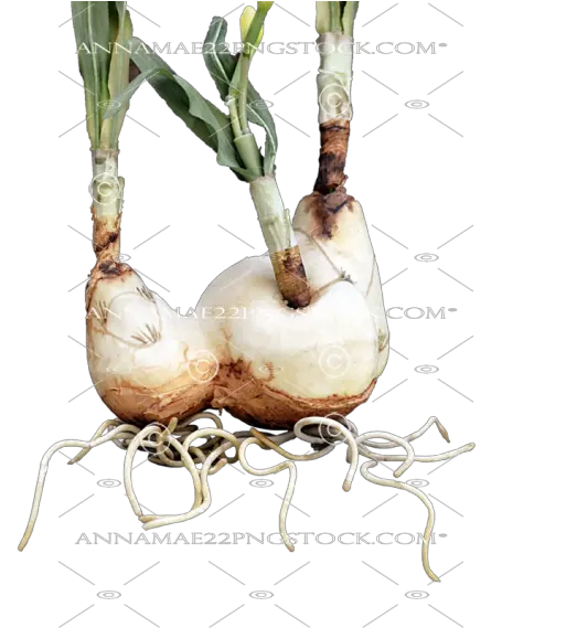 Png Stock Photo 0041 Transparent Image Welsh Onion Roots Png