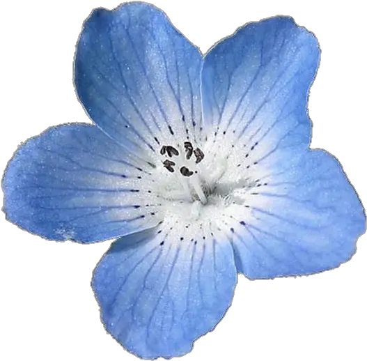 Blue Flower Png Blue Flower Png Blue Flower Transparent Background