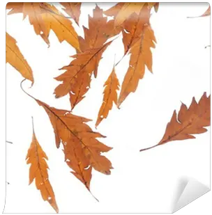 Falling Leaves Wall Mural U2022 Pixers We Live To Change Maple Leaf Png Falling Leaf Png