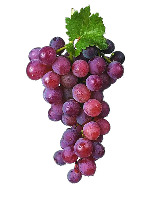 Grape Vines Png Red Grapes Grape Png Image U0026 Grape Clip Disposable Vape Ghost Xl Grape Png