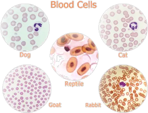 Download Notice That Reptilian Red Blood Cells Are Oval And Red Blood Cells Of Reptilian Png Red Oval Png