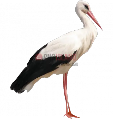 Crane Stork Bird Png Image With Stork Png Crane Bird Png