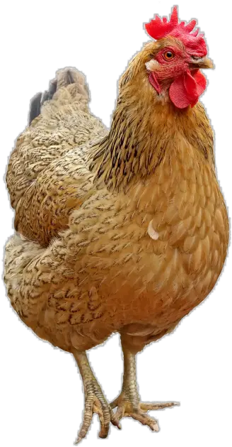 Chicken Png Transparent Image Freepngimagecom Png Hen Chicken Transparent Background Chicken Head Png