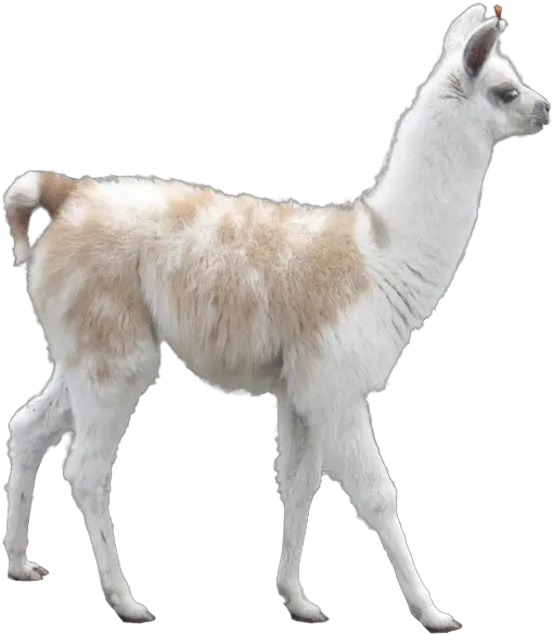 Download Llama Alpacas Png Llama Transparent