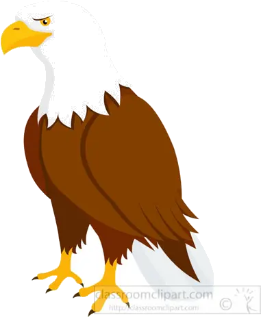 Clipart Birds Eagle Transparent Free Bald Eagle Clipart Png Bald Eagle Transparent Background