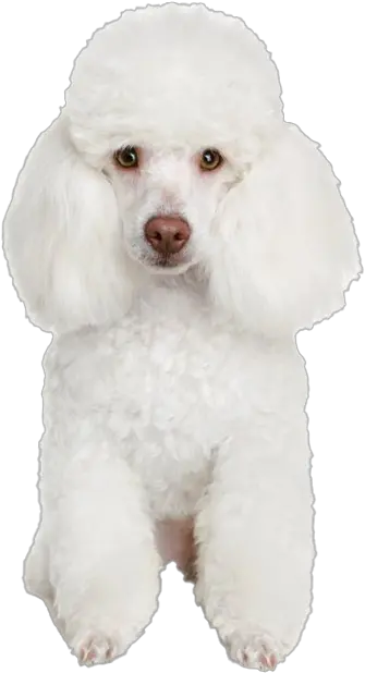 White Poodle Png Free Image French Poodle Poodle Png