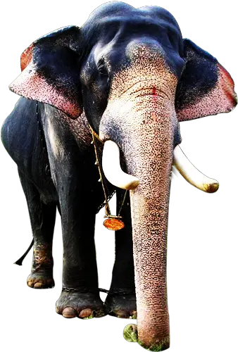 Kerala Elephant Png 1 Image Kerala Elephant Images Png Elephant Png