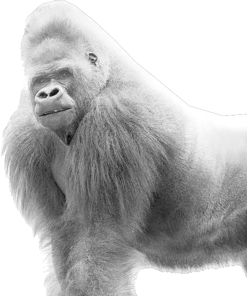 Hd Gorilla Png Transparent Image White Gorilla Png Gorilla Png