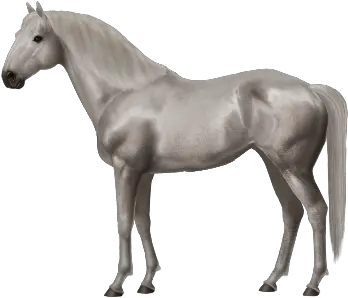 Most Beautiful Horse Contest Win Fully Trained Horses Or Grey Black Forest Horse Png Horse Transparent