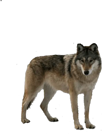Download Free Wolf Png Image Picture Icon Favicon Wolf Cut Out Lobo Png