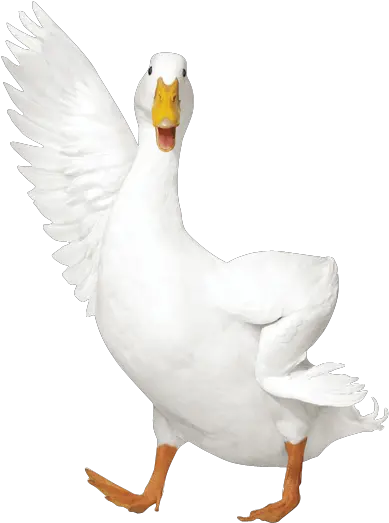 Download Aflac Duck Png Duck Transparent