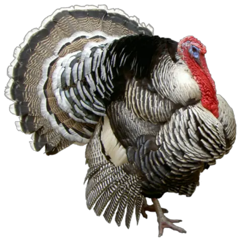 68 Turkey Png Image Collection Free To Turkey Png Turkey Png