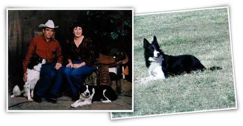 Lynn Danielu0027s Border Collies Great Working Dogs Bred And Border Collie Png Border Collie Png png