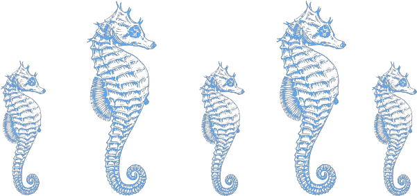 Seahorse Border Clip Art Vector Clip Art Clip Art Seahorse Border Png Seahorse Png