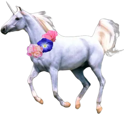 Unicorn Pic Png 44504 Free Icons And Png Backgrounds Unicorn Real With No Background Unicorn Transparent Background png