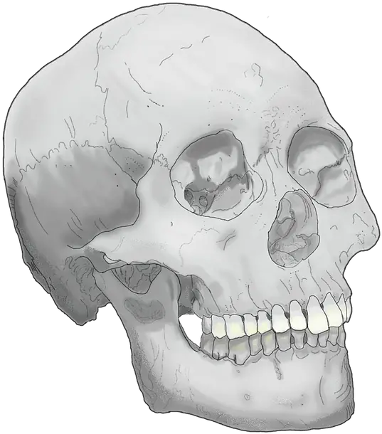 Skull Head Skull Png Skull Head Png