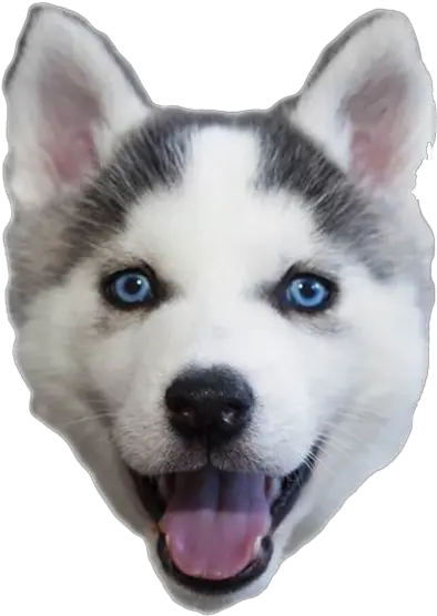 Happy Puppy Husky Png Husky Manchado Husky Png