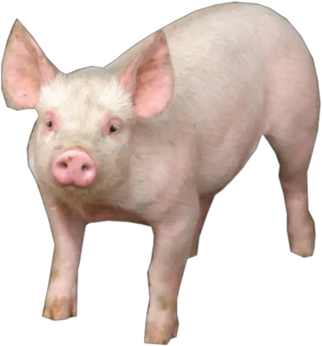 Pig Png Free Clipart Transparent Pig Png Pig Png
