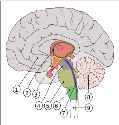 Human Brain Encephalon Png Human Brain Png